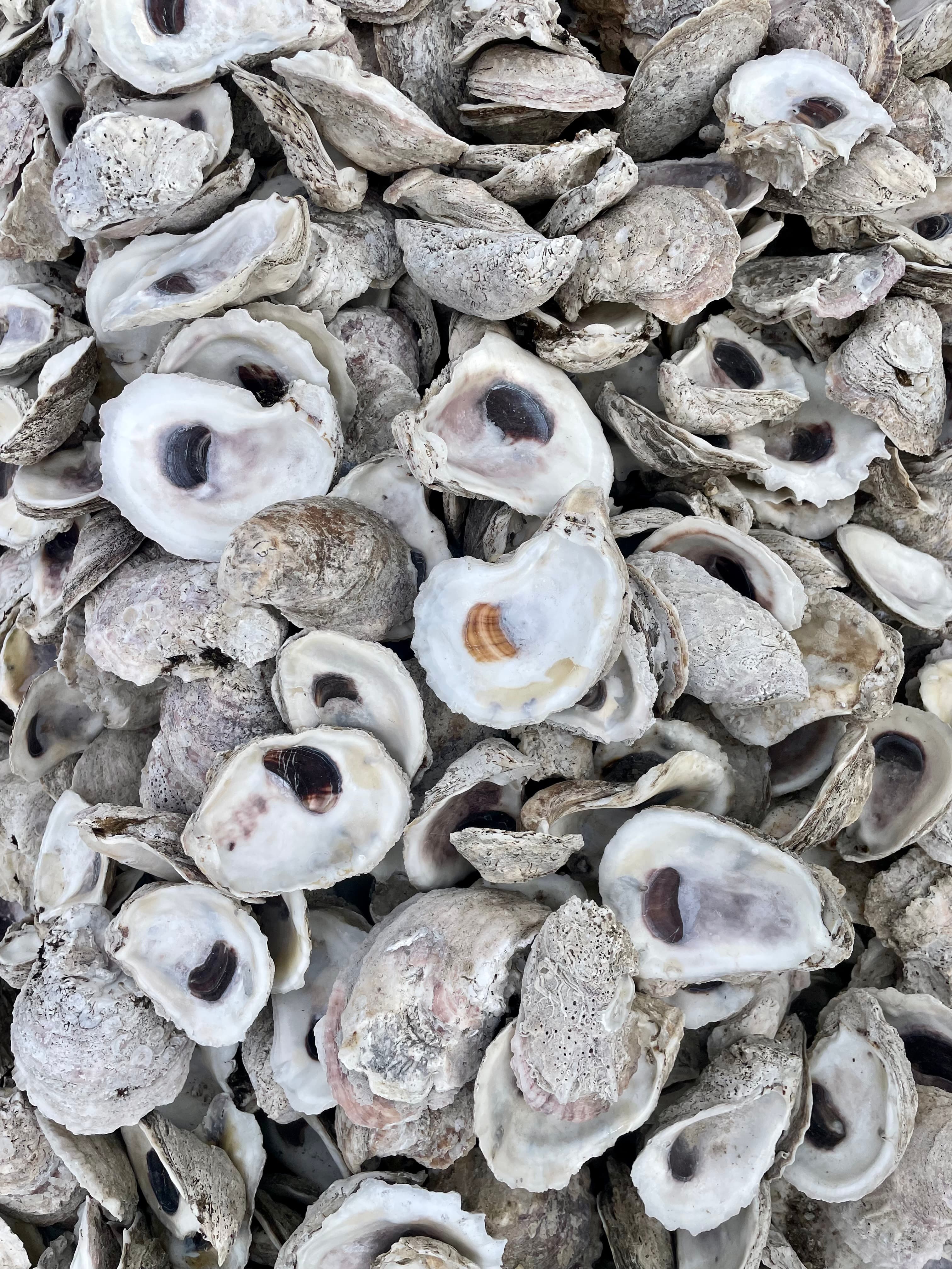 A large stockpile of oyster shell awaiting return to the water as cultch