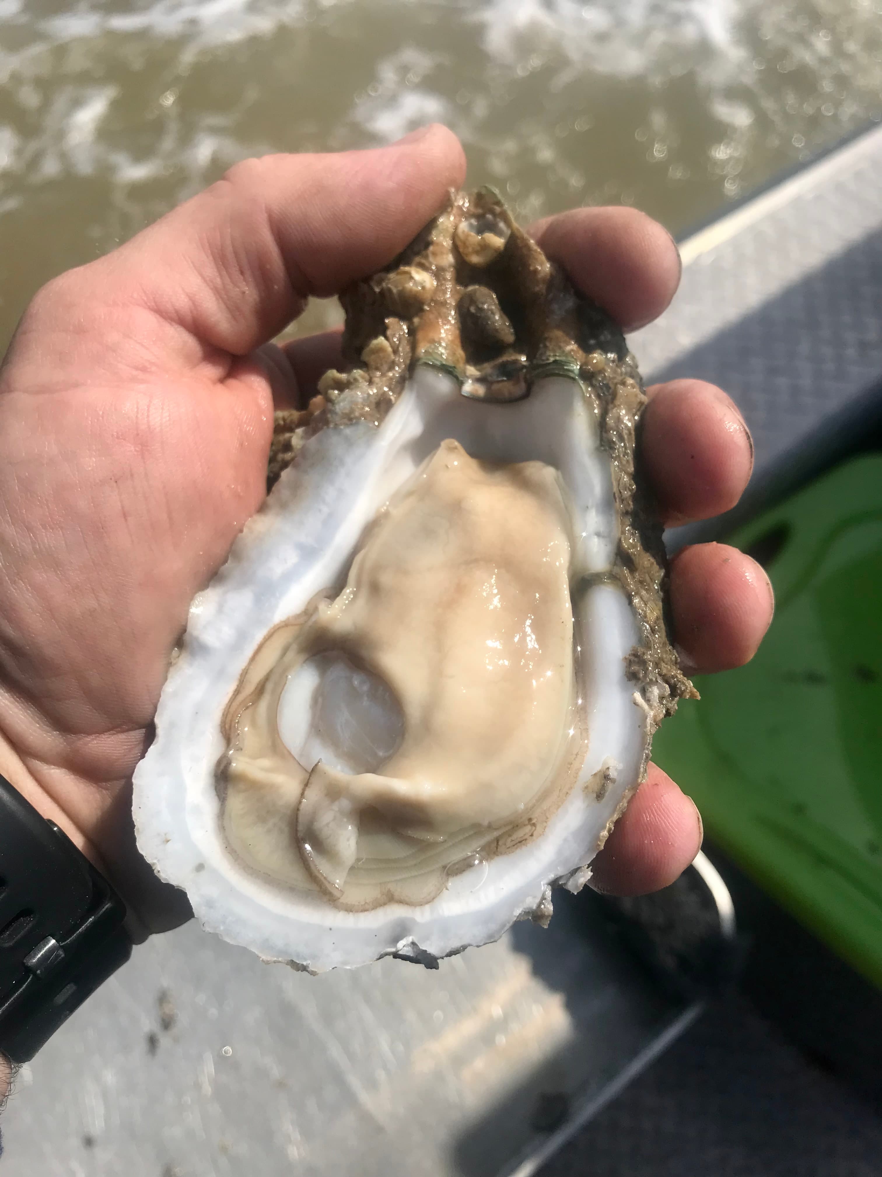 A freshly shucked oyster held in hand